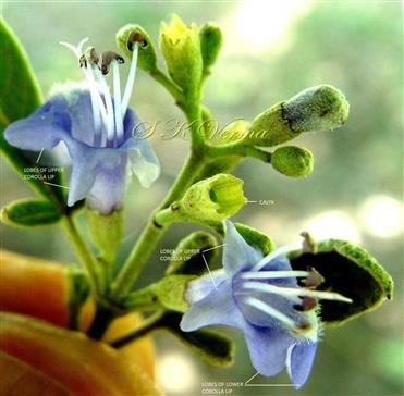  Flowers and Calyx